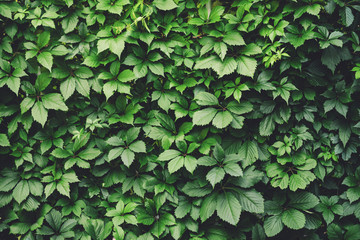 Hedge of big green leaves in spring. Green fence of parthenocissus henryana. Natural background of girlish grapes. Floral texture of parthenocissus inserta. Rich greenery. Plants in botanical garden.