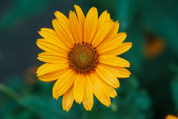 Colorful juicy yellow flower with orange center and vivid pleasant pure petals. Flowering jerusalem artichoke in macro. Blossoming helianthus tuberosus close-up. Beautiful flower of topinambur.