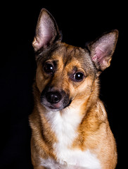 portrait of a dog on a black background