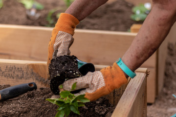 Fototapeta premium planting a vegetable garden in a raised bed in spring