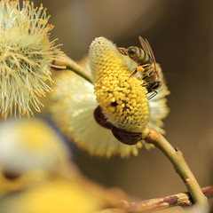 Biene auf K&auml;tzchenweide sammelt Nektar