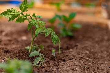 planting a vegetable garden in a raised bed in spring