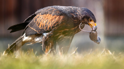 W&uuml;stenbussard mit Beute