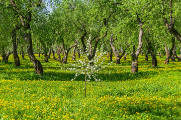 Fototapeta na wymiar Young blooming apple tree on the background of the old apple orchard.