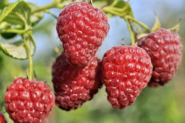 close-up of  raspberry branch  in the garden in sunny summer day 