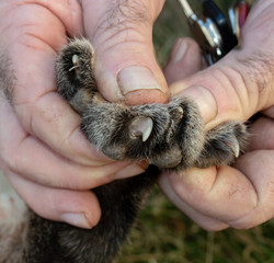 A man shows the size of bobcat claws in his hands. Bokeh effect.