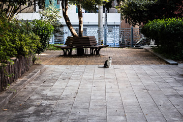 Stray cat who has black and white hair (bicolor) is looking up at the sky in the small park in Busan (Pusan), Korea