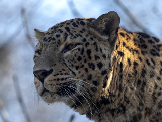 Portrait of male Persian Leopard, Panthera pardus saxicolor