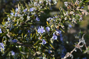 Close-up of Rosemary Flowers, Macro Nature