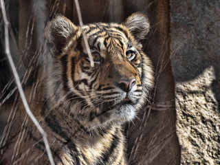 Portrait of a young female Sumatran Tiger, Panthera tigris sumatrae