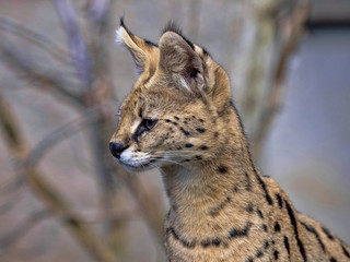 Portrait of Serval, Leptailurus serval, animal on guard