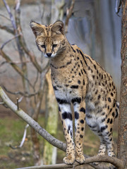 Naklejka na ściany i meble Serval, Leptailurus serval, carefully observes the surroundings