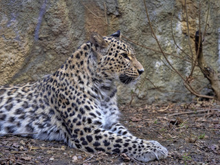 Persian Leopard, Panthera pardus saxicolor, observe the surroundings