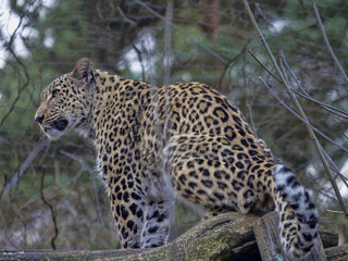 The female Persian Leopard, Panthera pardus saxicolor, sits high on a branch