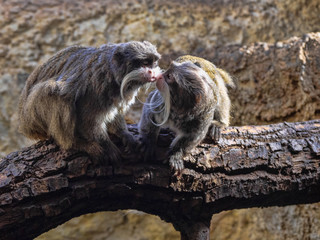 Female Tamarin Emperor, Saguinus imperator imperator, with grown young