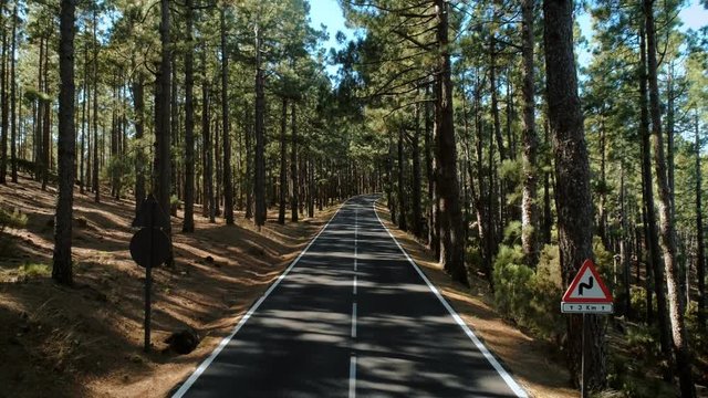 Bright colorful and fun looking yellow car or vehicle drives through beautiful sunset light filled mountain road. Tall pine trees on roadsides. Inspiring trip or travel destination for location