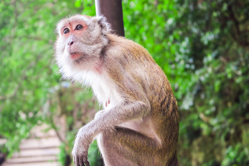 Portrait of monkey in Batu caves in Kuala Lumpur, Malaysia