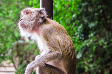 Portrait of monkey in Batu caves in Kuala Lumpur, Malaysia