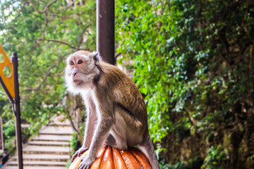 Portrait of monkey in Batu caves in Kuala Lumpur, Malaysia