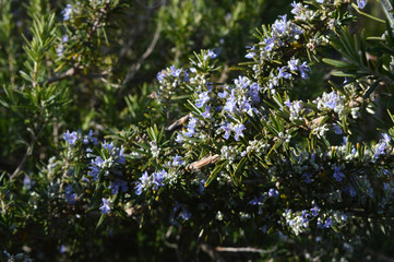 Close-up of Rosemary Flowers, Macro Nature