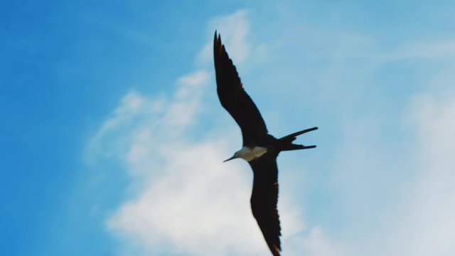Slow motion shot of a beautiful Frigate bird soaring through the cloudy blue sky in Curacao, Caribbean