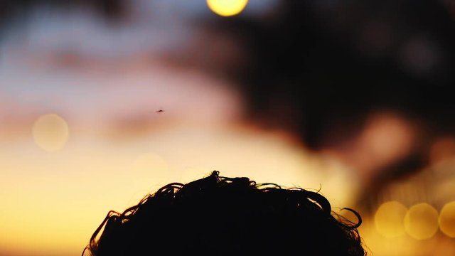 Mosquito flying above the silhouette of a males head at sunset in the Caribbean