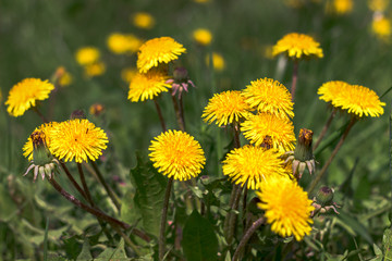Spring flowers dandelions.