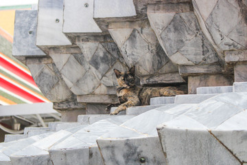 Stray cat gazing at viewer in old temple in Bagnkok,  Thailand