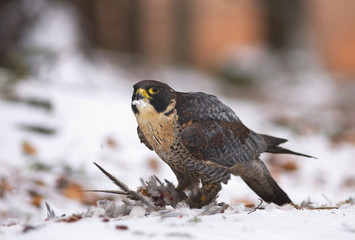View of a peregrine falcon standing on the snow in the winter forest with feathers of its prey