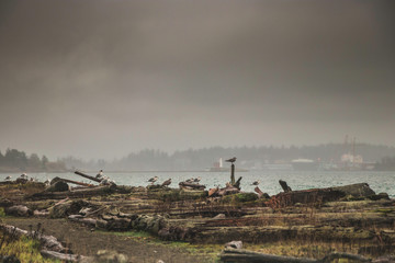 moody beach with birds