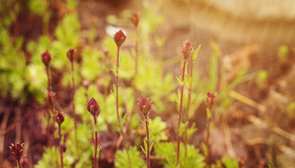 banner shoots of spring plants in the sun