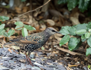European Starling in Winter Plumage