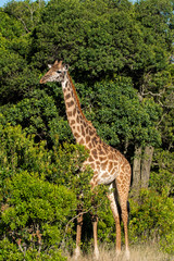 A closeup of Giraffe grazing on green leaves in the plains of Masai Mara national reserve during a wildlife safari