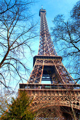 Eiffel Tower Through the Trees