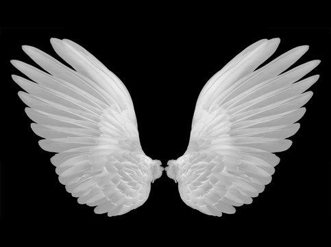 white wings on black background
