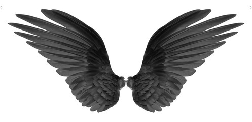 black wings on black background