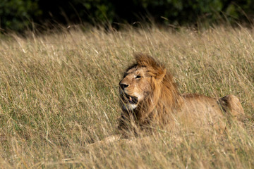 A lone male lion relaxing in the high grasses of Masai Mara National Reserve during a wildlife safari
