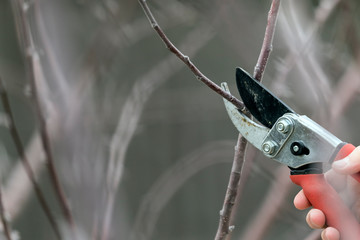 Pruning tree branches early in spring