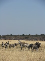 Fototapeta na wymiar herd of zebras