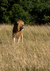 A lone male lion relaxing in the high grasses of Masai Mara National Reserve during a wildlife safari