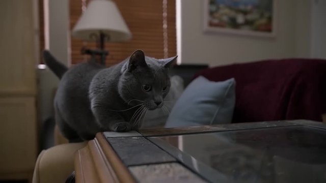 A precious little munchkin cat carefully climbing up onto a glass table, and then walking around on its surface.