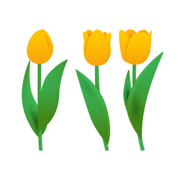 Yellow tulips illustration. Flora, plants, flowers. Spring concept. Can be used for topics like nature, garden, 8 march