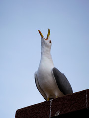 Gull