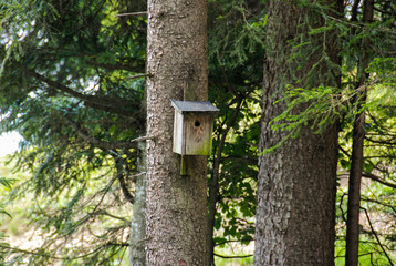 Vogelhaus an Baum im Wald