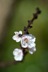 Close-up of White Apricot Blossom with a Fly on it, Nature, Macro