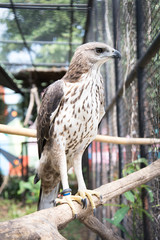 Changeable hawk eagle  in the zoo. Thailand