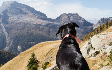 Black dog in the mountains 