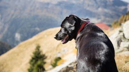 Black dog in the mountains 