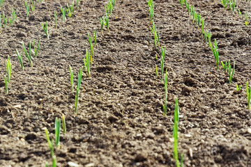 Young crops spring up from the earth