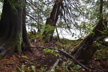 Washington, U.S.A. October 19, 2017. Olympic National Park Moments in Time Trail.  Peaceful footpath through moss-covered pine trees, ferns, stumps, and rich autumn colors alongside Lake Crescent.
